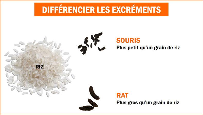 excréments, souris, rats, rongeurs