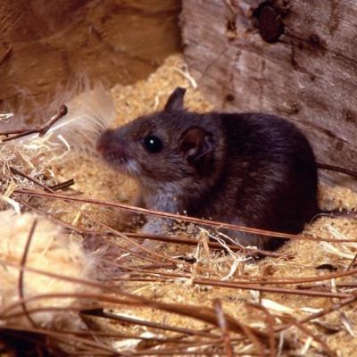 rats, souris, dératiseur, dératisation, Cholet, se débarrasser, intervention