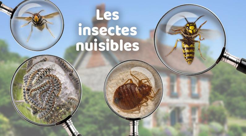 blatte, cafard, Cholet, punaise de lit, frelon asiatique, frelon européen, guêpe, nid, désinsectisation, dératiseur, professionnel, services, puce, fourmis, maison, se débarrasser