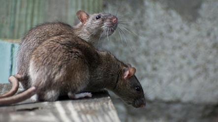 Traitement rongeurs, rats, souris